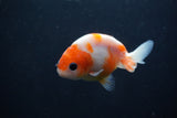 Baby Ranchu  Sakura 3 Inch (ID#1231R9c-30) Free2Day SHIPPING