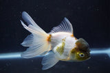 Thai Oranda  Panda 5 Inch (ID#920To2b-91) Free2Day SHIPPING