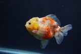 Yuan Bao Oranda  Calico 3.5 Inch (ID#1227Yb10b-70) Free2Day SHIPPING