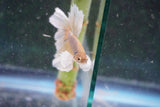 Dumbo   Multicolor Halfmoon Male Betta (ID#801-M116) Free2Day SHIPPING