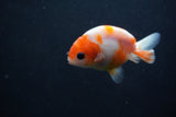 Baby Ranchu  Sakura 3 Inch (ID#1231R9c-30) Free2Day SHIPPING