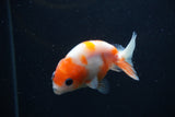 Baby Ranchu  Sakura 3 Inch (ID#1231R9c-30) Free2Day SHIPPING