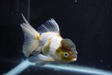 Thai Oranda  Panda 5 Inch (ID#920To2b-91) Free2Day SHIPPING