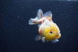 Yuan Bao Oranda  Calico 3.5 Inch (ID#1227Yb10b-70) Free2Day SHIPPING