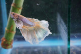 Dumbo   Multicolor Halfmoon Male Betta (ID#801-M116) Free2Day SHIPPING