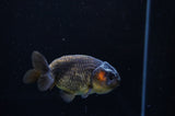 Ranchu  Red Black 3.5 Inch (ID#311R8c-61) Free2Day SHIPPING