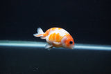 Baby Ranchu  Sakura 3 Inch (ID#1231R9c-30) Free2Day SHIPPING