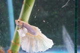 Dumbo   Multicolor Halfmoon Male Betta (ID#801-M116) Free2Day SHIPPING