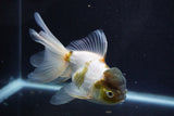 Thai Oranda  Panda 5 Inch (ID#920To2b-91) Free2Day SHIPPING