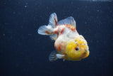 Yuan Bao Oranda  Calico 3.5 Inch (ID#1227Yb10b-70) Free2Day SHIPPING