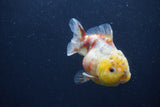 Yuan Bao Oranda  Calico 3.5 Inch (ID#1227Yb10b-70) Free2Day SHIPPING