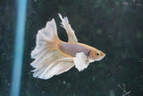 Dumbo   Multicolor Halfmoon Male Betta (ID#801-M116) Free2Day SHIPPING