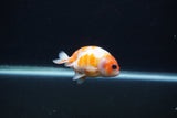 Baby Ranchu  Sakura 3 Inch (ID#1231R9c-30) Free2Day SHIPPING