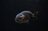 Ranchu  Red Black 3.5 Inch (ID#311R8c-61) Free2Day SHIPPING