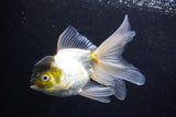 Thai Oranda  Panda 5 Inch (ID#920To2b-91) Free2Day SHIPPING