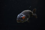 Ranchu  Red Black 3.5 Inch (ID#311R8c-61) Free2Day SHIPPING