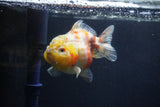 Yuan Bao Oranda  Calico 3.5 Inch (ID#1227Yb10b-70) Free2Day SHIPPING