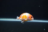 Baby Ranchu  Sakura 3 Inch (ID#1231R9c-30) Free2Day SHIPPING