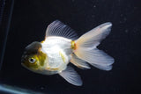 Thai Oranda  Panda 5 Inch (ID#920To2b-91) Free2Day SHIPPING