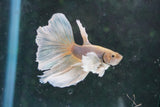 Dumbo   Multicolor Halfmoon Male Betta (ID#801-M116) Free2Day SHIPPING