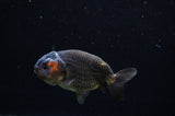 Ranchu  Red Black 3.5 Inch (ID#311R8c-61) Free2Day SHIPPING