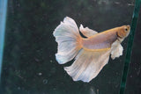 Dumbo   Multicolor Halfmoon Male Betta (ID#801-M116) Free2Day SHIPPING