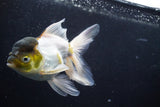 Thai Oranda  Panda 5 Inch (ID#920To2b-91) Free2Day SHIPPING