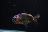 Ranchu  Red Black 3.5 Inch (ID#311R8c-61) Free2Day SHIPPING
