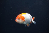 Baby Ranchu  Red White 3 Inch (ID#1231R9c-31) Free2Day SHIPPING