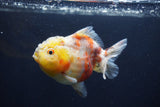 Yuan Bao Oranda  Calico 3.5 Inch (ID#1227Yb10b-70) Free2Day SHIPPING