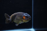 Ranchu  Red Black 3.5 Inch (ID#311R8c-61) Free2Day SHIPPING