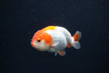 Baby Ranchu  Red White 3 Inch (ID#1231R9c-31) Free2Day SHIPPING