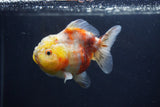 Yuan Bao Oranda  Calico 3.5 Inch (ID#1227Yb10b-70) Free2Day SHIPPING