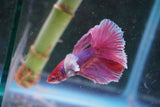 Dumbo   Multicolor Halfmoon Male Betta (ID#801-M117) Free2Day SHIPPING