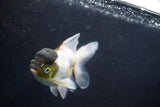 Thai Oranda  Panda 5 Inch (ID#920To2b-91) Free2Day SHIPPING