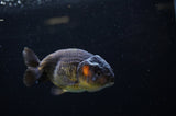 Ranchu  Red Black 3.5 Inch (ID#311R8c-61) Free2Day SHIPPING