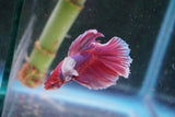 Dumbo   Multicolor Halfmoon Male Betta (ID#801-M117) Free2Day SHIPPING