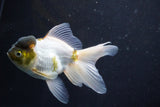 Thai Oranda  Panda 5 Inch (ID#920To2b-91) Free2Day SHIPPING