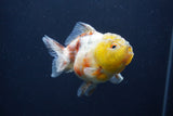 Yuan Bao Oranda  Calico 3.5 Inch (ID#1227Yb10b-70) Free2Day SHIPPING