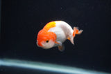 Baby Ranchu  Red White 3 Inch (ID#1231R9c-31) Free2Day SHIPPING