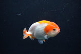 Baby Ranchu  Red White 3 Inch (ID#1231R9c-31) Free2Day SHIPPING