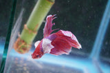 Dumbo   Multicolor Halfmoon Male Betta (ID#801-M117) Free2Day SHIPPING