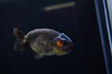 Ranchu  Red Black 3.5 Inch (ID#311R8c-61) Free2Day SHIPPING