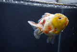 Yuan Bao Oranda  Calico 3.5 Inch (ID#1227Yb10b-70) Free2Day SHIPPING