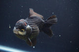 Short Body Thai Oranda  Panda 4.5 Inch (ID#830To14a-81) Free2Day SHIPPING. Please see notes