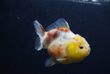 Yuan Bao Oranda  Calico 3.5 Inch (ID#1227Yb10b-70) Free2Day SHIPPING