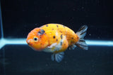 Ranchu  Calico 3.5 Inch (ID#1112R5c-103) Free2Day SHIPPING