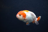 Baby Ranchu  Red White 3 Inch (ID#1231R9c-31) Free2Day SHIPPING