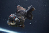 Short Body Thai Oranda  Panda 4.5 Inch (ID#830To14a-81) Free2Day SHIPPING. Please see notes