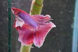 Dumbo   Multicolor Halfmoon Male Betta (ID#801-M117) Free2Day SHIPPING